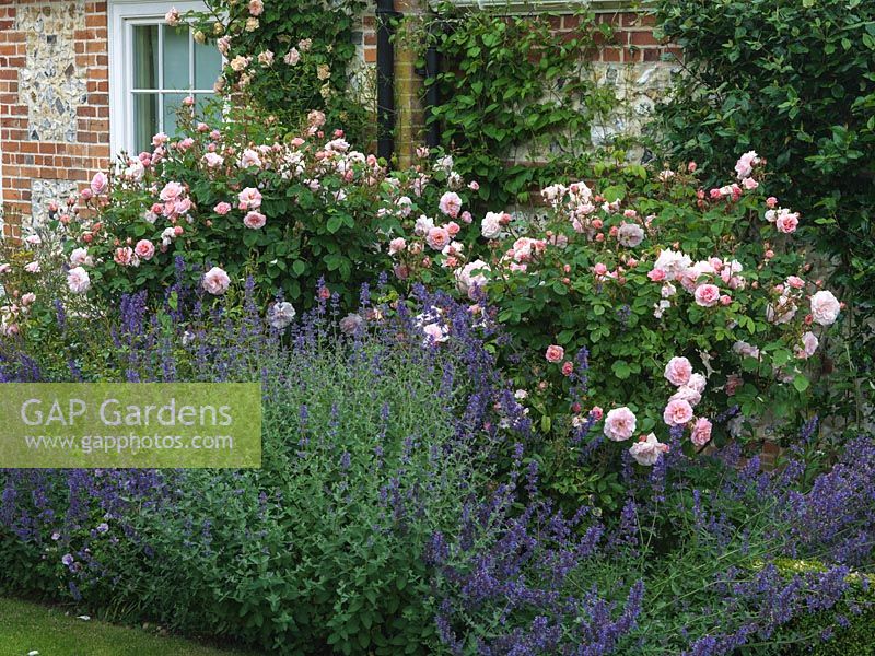 Flower bed filled with pink Rosa 'Fritz Nobis', edged in Nepeta 'Six Hills Giant'.
