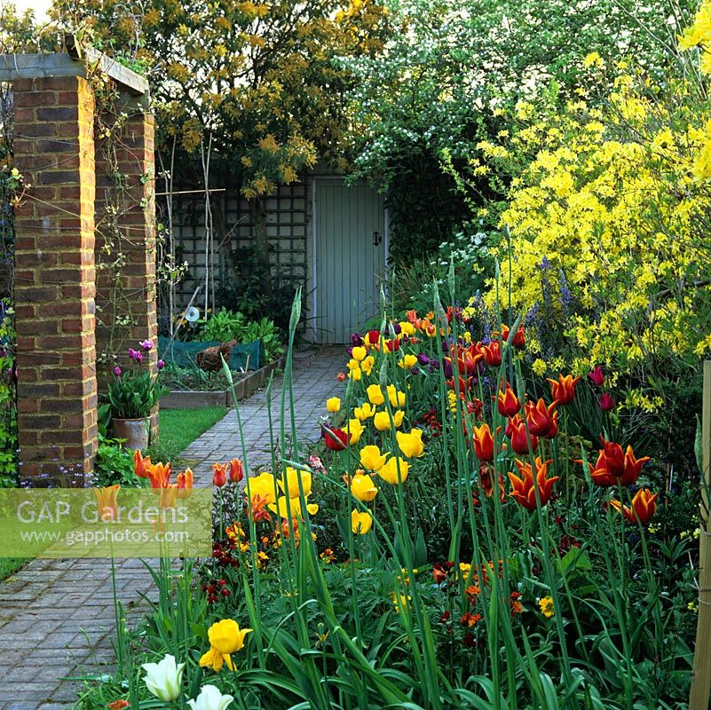 Backed by Rhododendron luteum, bed of mid and late spring tulips - Queen of Sheba, Striped Bellona, Ballerina and Strong Gold. Brick path leads to gate.