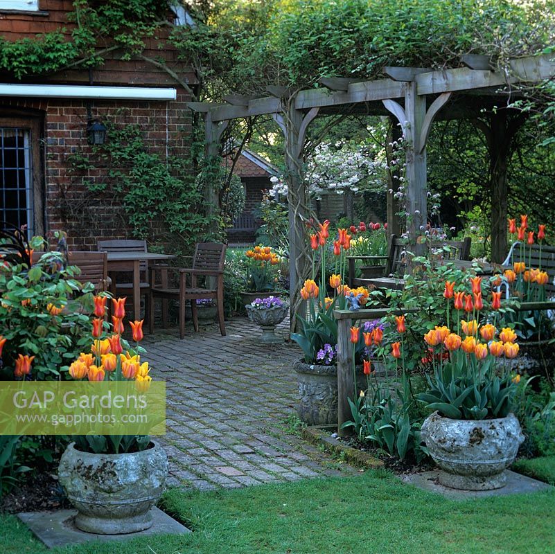Terrace with pots of orange Tulipa 'Ballerina' and 'Princes Irene'. Wooden pergola, with glimpses of front garden tulips and Japanese cherry.