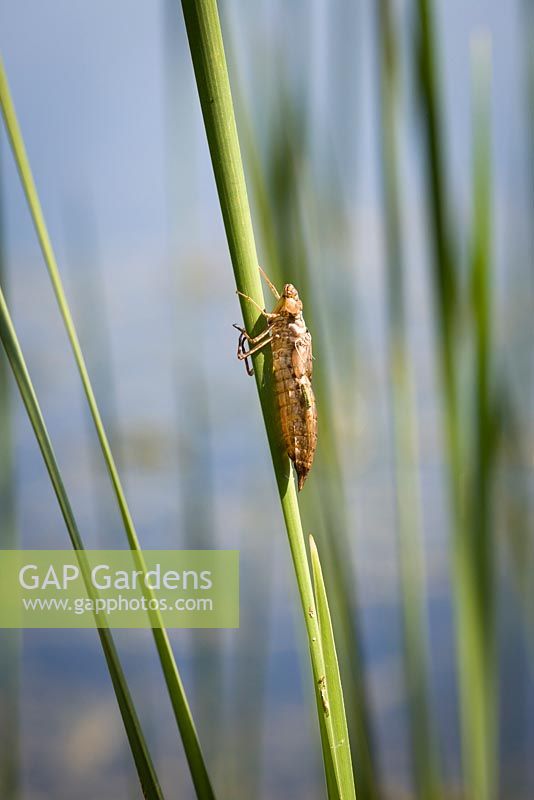 Dragonfly chrysalis in wildlife pond