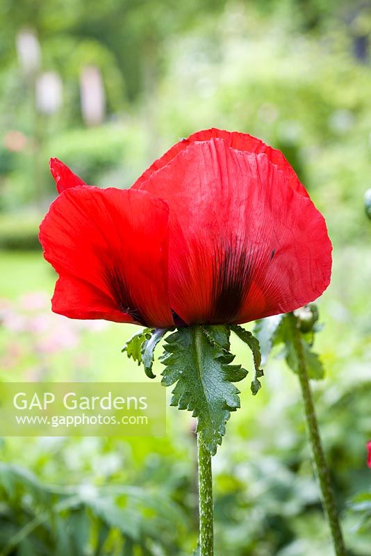 Papaver orientale 'Goliath' group syn. P. 'Beauty of Livermere', oriental poppy