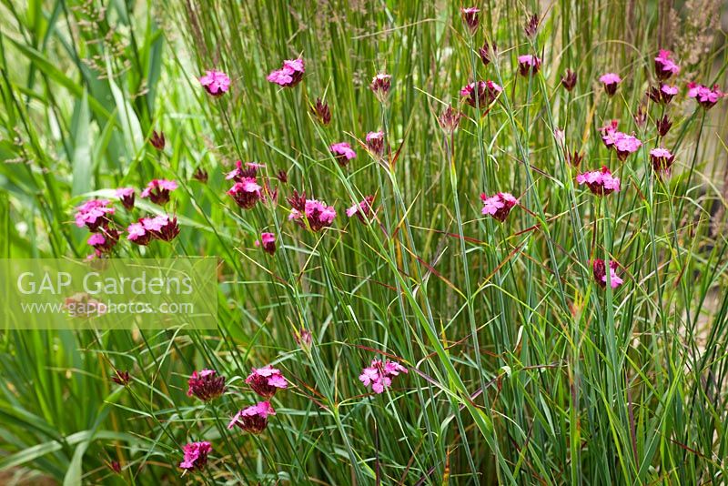 Dianthus carthusianorum amongst grasses. Carthusian Pink