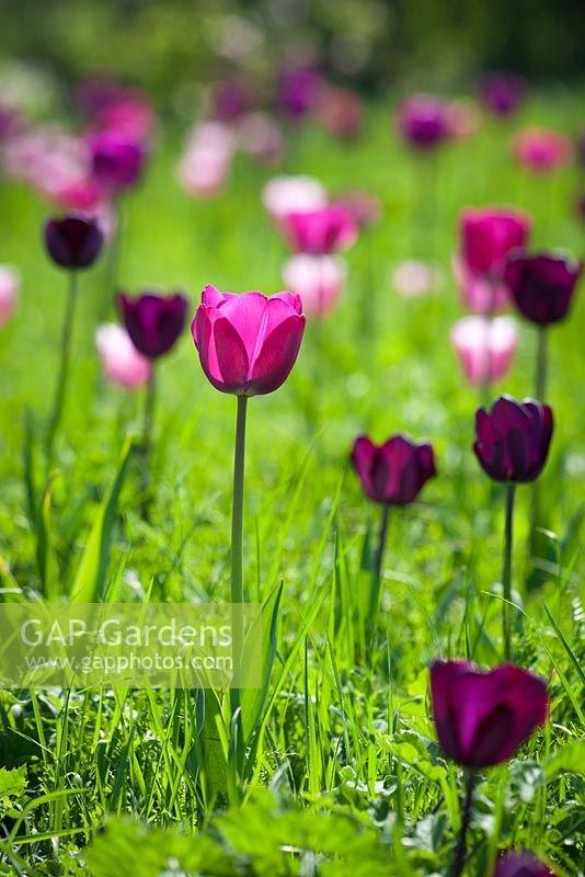 Tulips grown in grass. Tulips include Tulipa 'Atilla', 'Bleu Aimable', 'Gabriella', 'Negritta', 'Queen of Night' and 'Recreado'