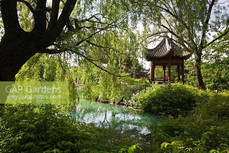 Silhouetted Salix - Weeping Willow Tree with the Pavilion of Infinite Pleasantness on the edge of the Lotus pond in the Chinese Garden in late spring, Montreal Botanical Garden, Quebec, Canada