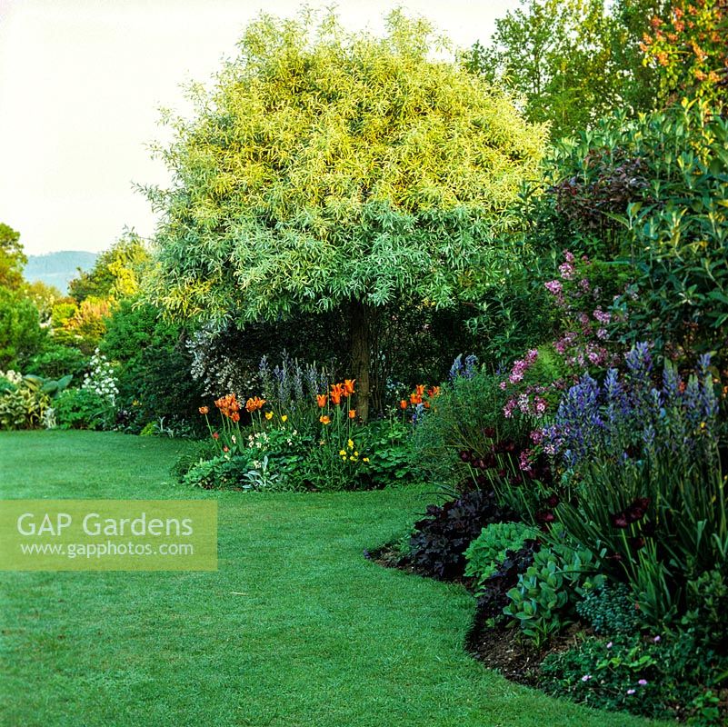 Island bed of Tulipa Ballerina, Camassia leitchlinii subsp. suksdorfii and Pyrus salicifolia Pendula - weeping pear. Right bed, camassia, Tulipa Black Parrot and lilac.