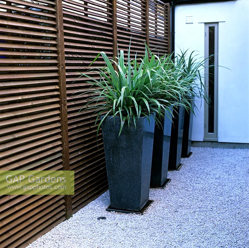 Astelia chathamica in four tall pots transforming a dull side alley 