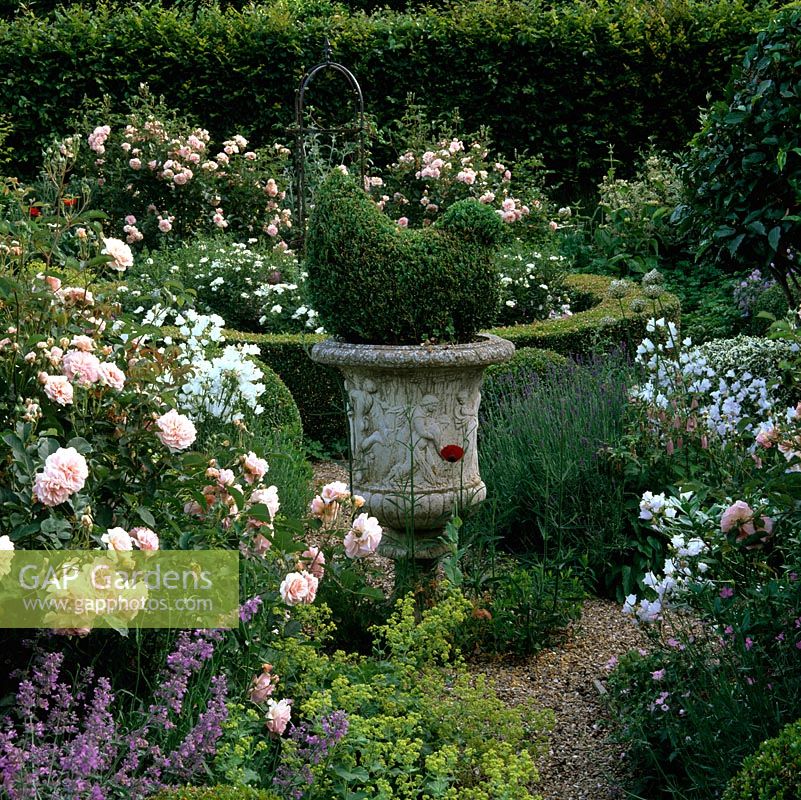 Bird shaped topiary in stone urn. Gravel path edged in nepeta, Alchemilla mollis, lavender, hardy geranium and Rosa Penelope. Box circle filled with Rosa Kent.