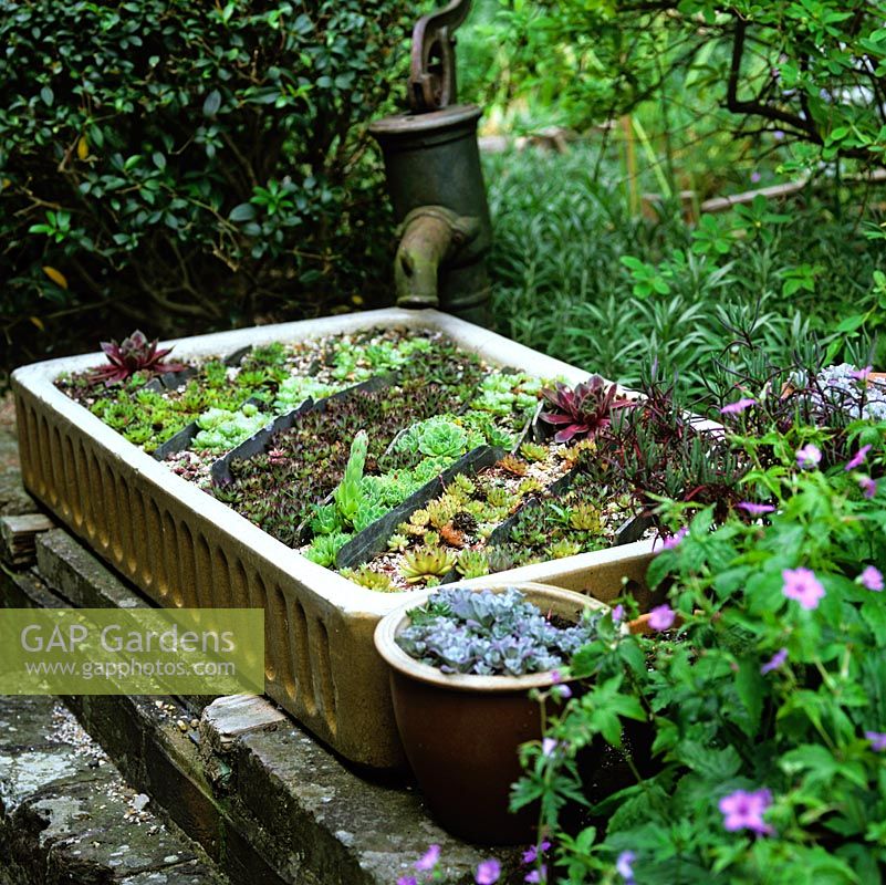 In shady corner, old sink is filled with succulents - echeveria and sempervivum - positioned beneath cast iron pump.