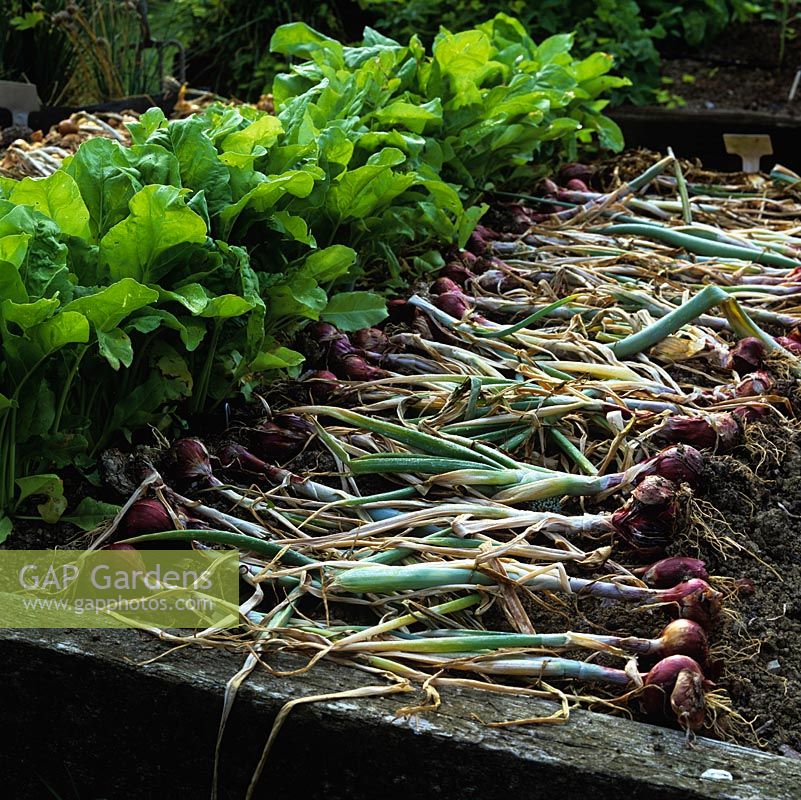 Red onions picked and drying on bare earth beside a line of spinach. 