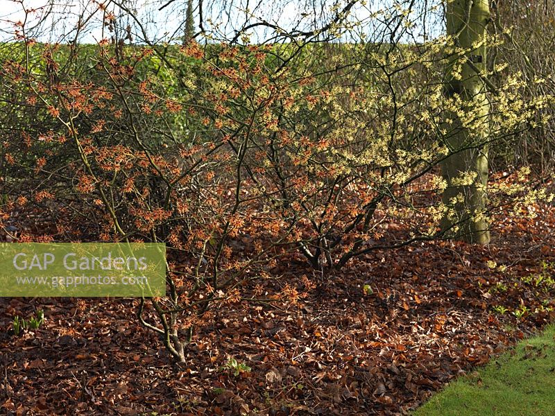 Hamamelis x intermedia Aphrodite and Primavera beside the path, with fragrant, spidery, yellow or orange flowers with crimped petals. National Collection of witch hazels. 