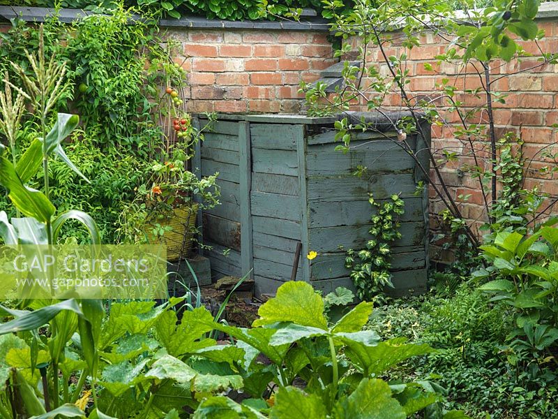 Tiny kitchen plot at rear of 30m x 8m cottage garden. Compost heap built from reclaimed timber, and painted 'Wild Thyme' blue. Seen over bed of courgette, sweetcorn and leeks.