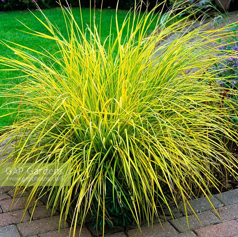 Carex elata 'Aurea', Bowles golden sedge, creates a lovely splash of yellow at the junction of two paths.