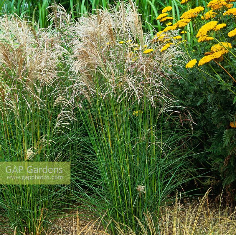 Miscanthus sinensis 'Kleine Fontaine'. Long, delicately silky, hairy, silvery spikelets in autumn.