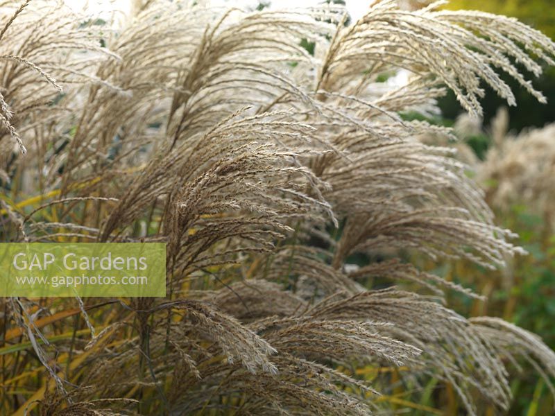 Miscanthus sinensis 'Silver Feather', in autumn, bearing plumes of silky, silvery flowers.