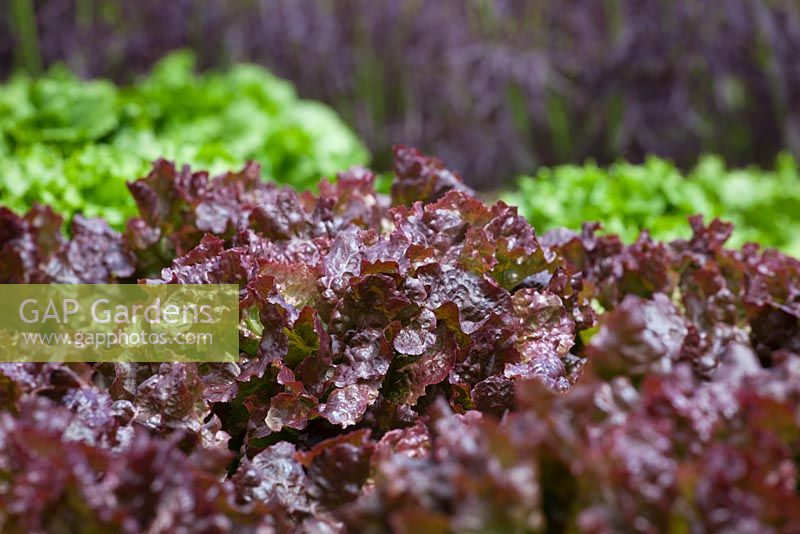 Lettuce 'Red Sails' with Lettuce 'Reine de Glace' in the background