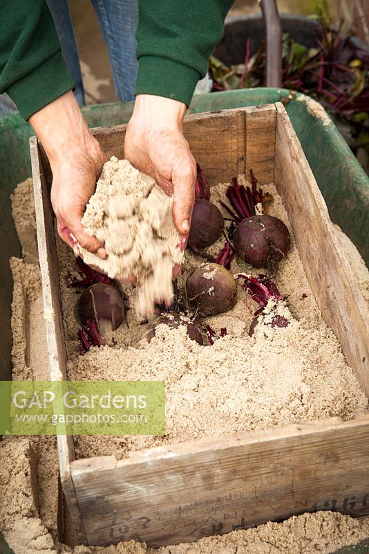 Storing beetroot. Placing in box on layer of sand and covering with more sand
