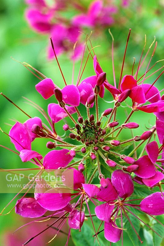 Cleome hassleriana 'Violet Queen' syn. Cleome spinosa - Spider flower