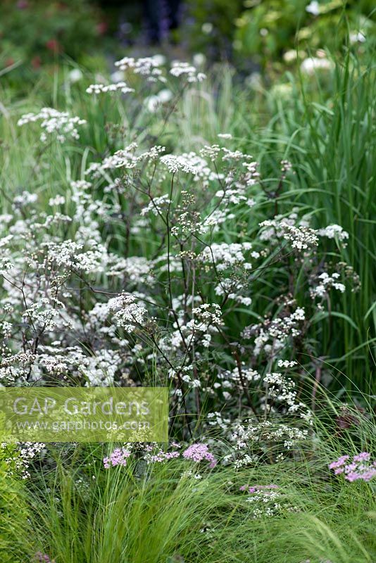 Anthriscus sylvestris - Ravenswing, a cow parsley like perennial.