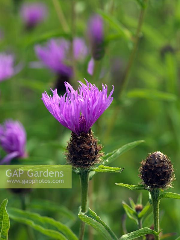 Centaurea nigra - Lesser or common knapweed, a perennial with hairy leaves and purple flowerheads. Wildflower.