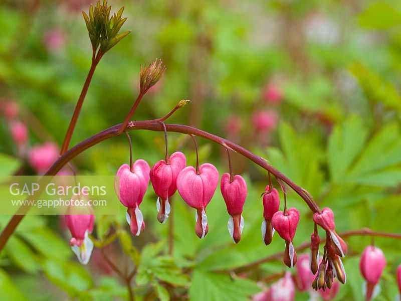 Lamprocapnos spectabilis - Bleeding Heart, a perennial bearing arching sprays of red, heart shaped flowers in spring.