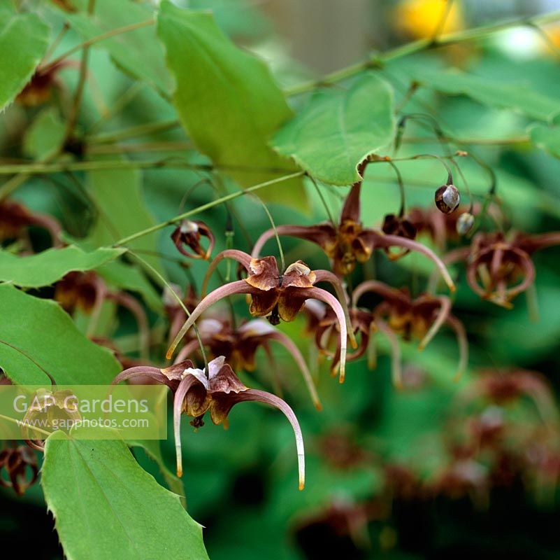 Epimedium x omeiense Stormcloud, a perennial with semi heart-shaped leaves and dainty flowers from spring to early summer. Bishops Mitre or Barrenwort.