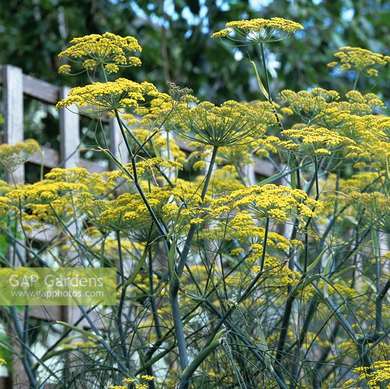 Foeniculum vulgare, fennel, is a self-seeding perennial with aniseed flavoured fine leaves and, in summer, tiny yellow flowers followed by aromatic seeds.