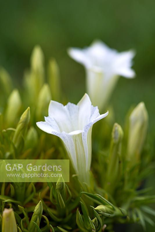 Gentian Serenity, a perennial with white trumpet-shaped flowers. These appear in early and mid-autumn