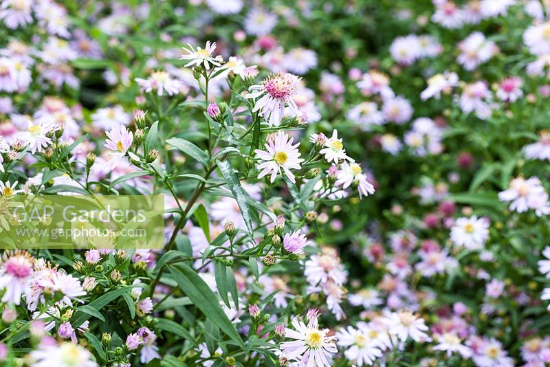 Aster lateriflorus 'Coombe Fishacre' AGM flowering in September