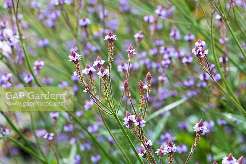 Verbena macdougalii 'Lavender Spires' flowering in Summer