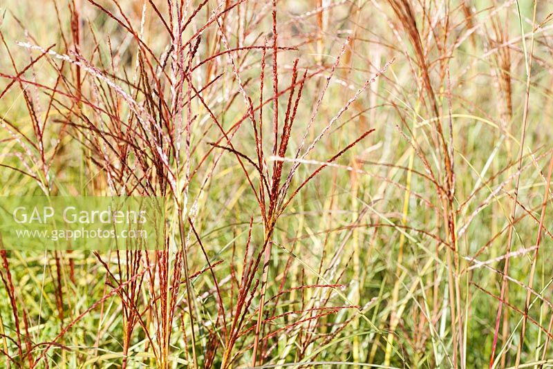 Miscanthus sinensis 'Krater' flowering in Autumn