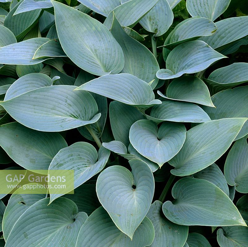 Hosta Halcyon, a perennial with heart-shaped, glaucous, bright grey-blue leaves.