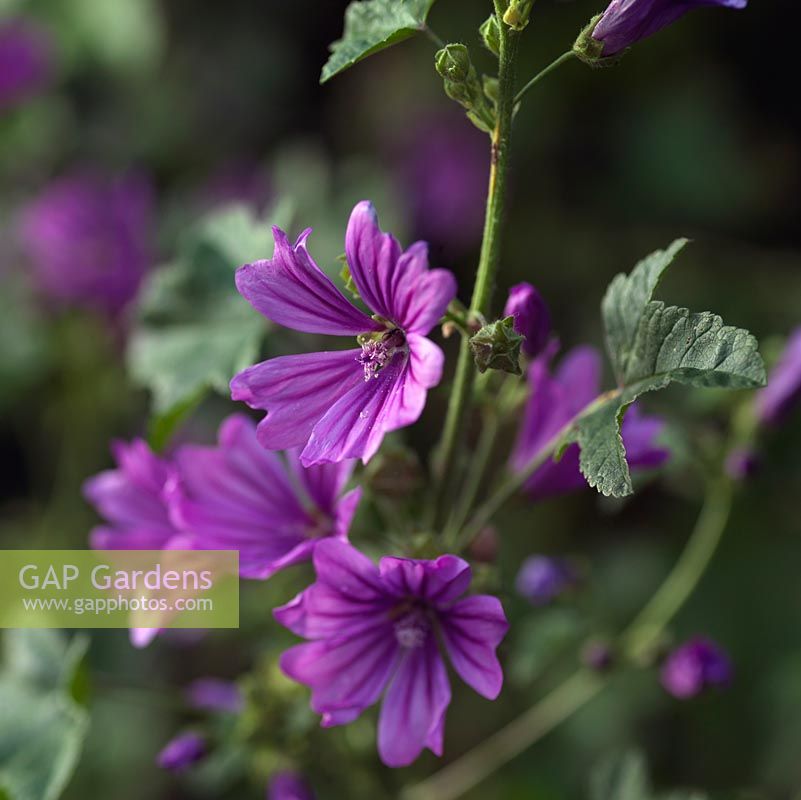 Malva sylvestris, common mallow, a wild flower, perennial which in summer bear pretty, veined, purplish pink flowers. Good pressed flower.