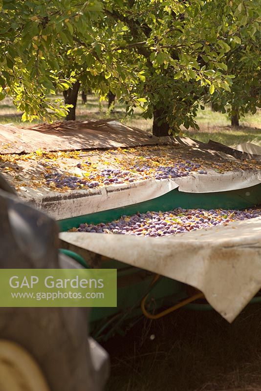 Mechanised method of harvesting ripe plums ready for drying.  Fruit is shaken from tree then softly collected by canvas aprons to avoid bruising. 