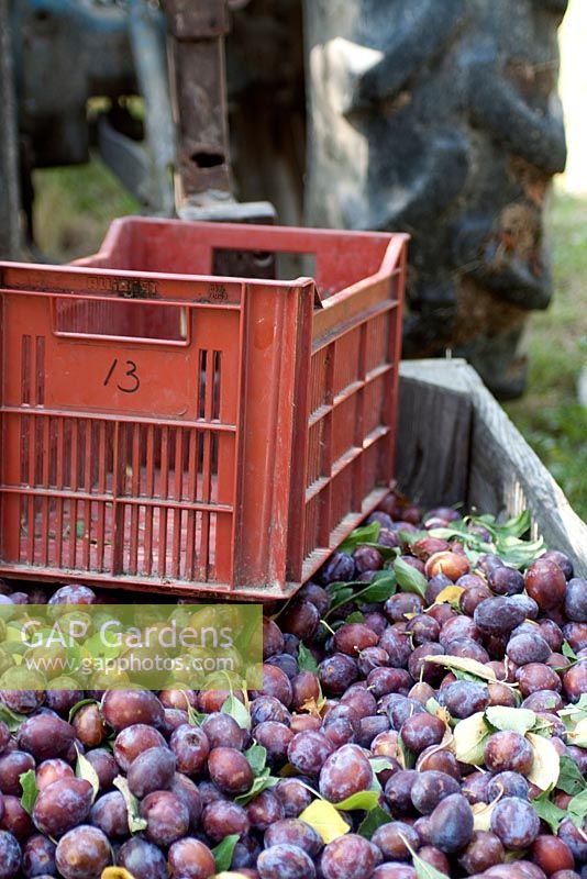 Crates of freshly picked plums from the orchard. Ready for drying for prunes.