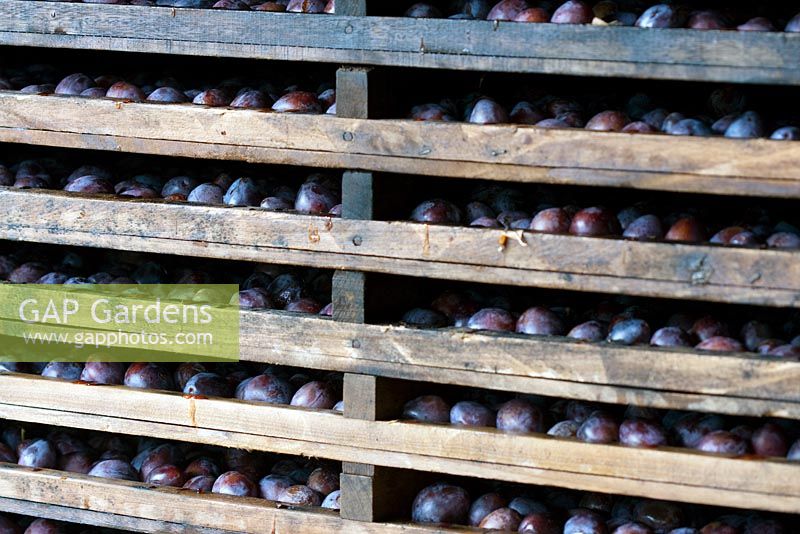 Plums arranged in stacked trays ready to enter drying ovens for turning into prunes.