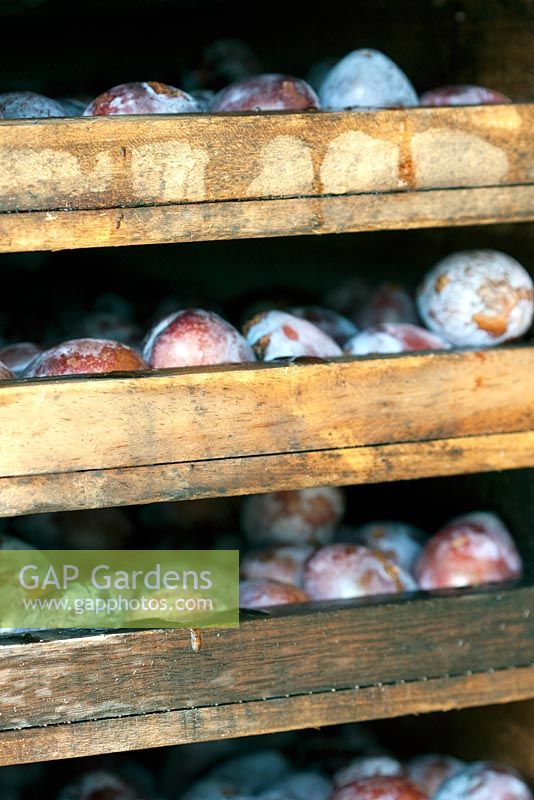 Plums arranged in stacked trays ready to enter drying ovens for turning into prunes.