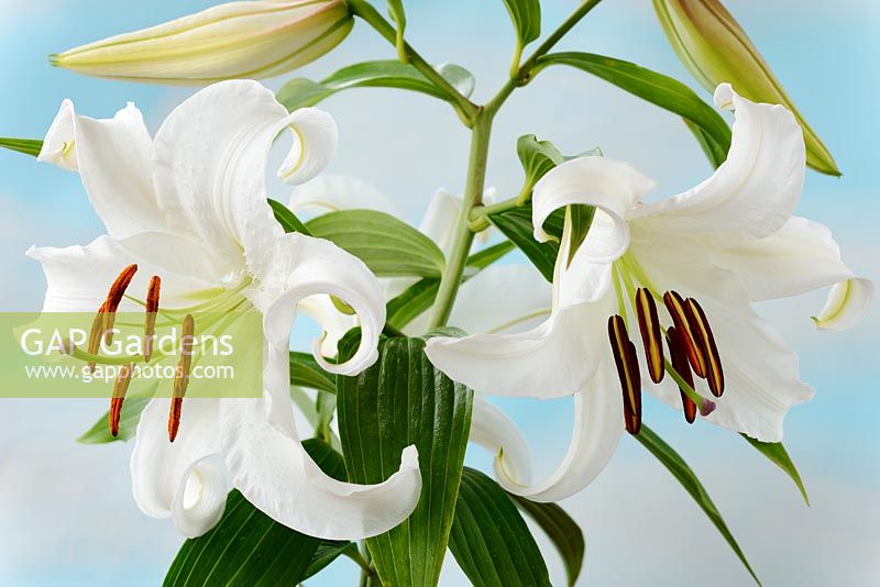 Lilium 'Casa Blanca' AGM. Oriental hybrid lily 