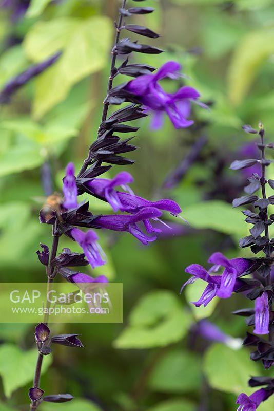 Salvia 'Amistad', sage, flowers from August into autumn