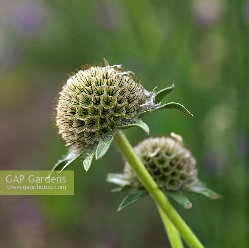 Scabiosa stellata 'Paper Moon', scabious or pincushion flower, has ornamental seedheads that make handsome dried flowers.