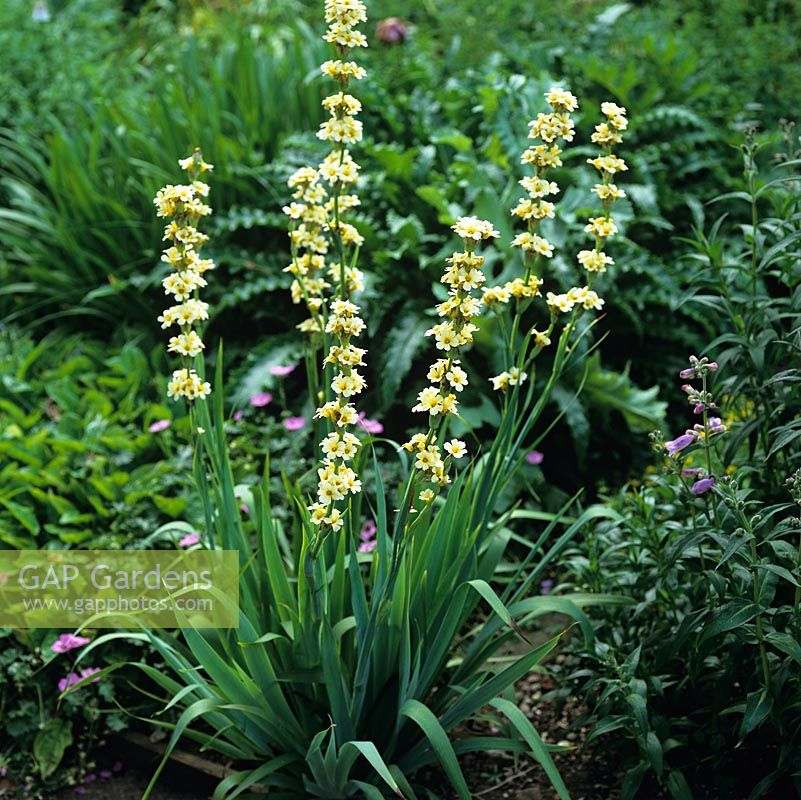 Sisyrinchium striatum, an evergreen perennial with strap-like leaves and creamy flowered spikes.