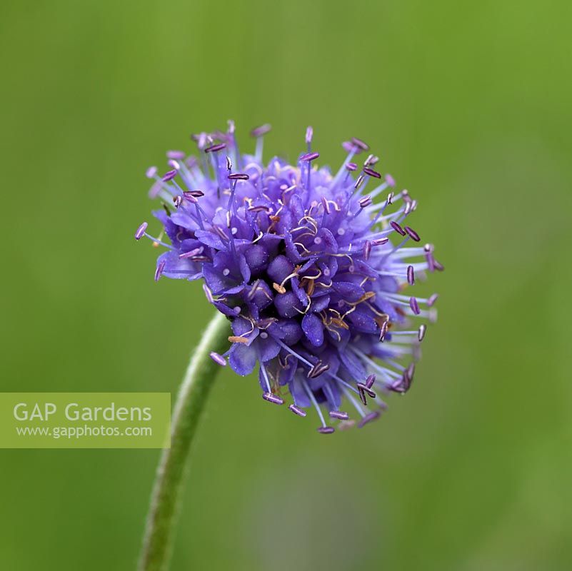 Succisa pratensis - Devil's bit scabious, bears purple or pinkish, dense round flowerheads in summer. Wildflower.