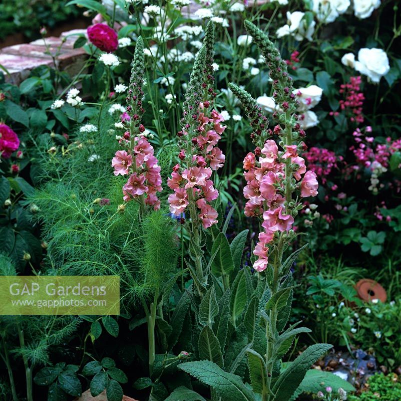 Verbascum 'Helen Johnson' , an evergreen perennial with hairy, greenish grey leaves and spikes of pinkish brown flowers with purple filaments. Flowers in summer.
