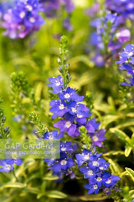 Veronica prostrata 'Goldwell', an alpine plant, good ground cover with golden leaves and pretty blue flowers.