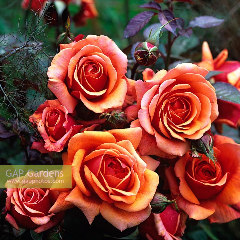 Rosa Home of Time, deep orange shrub rose from The Millennium Collection.