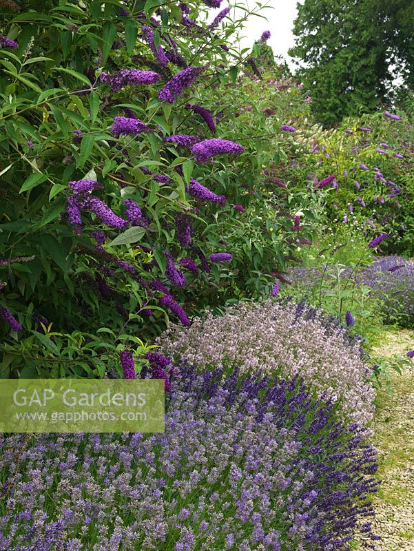 Buddleja and Lavender make a harmonious colour combination in The Lavender Garden, Gloucestershire.