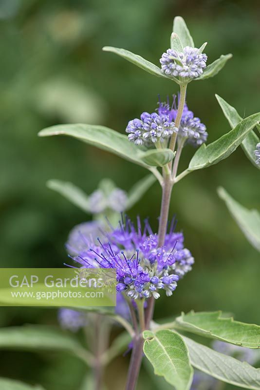 Caryopteris clandonensis 'Thetis', bluebeard, flowers from August into autumn