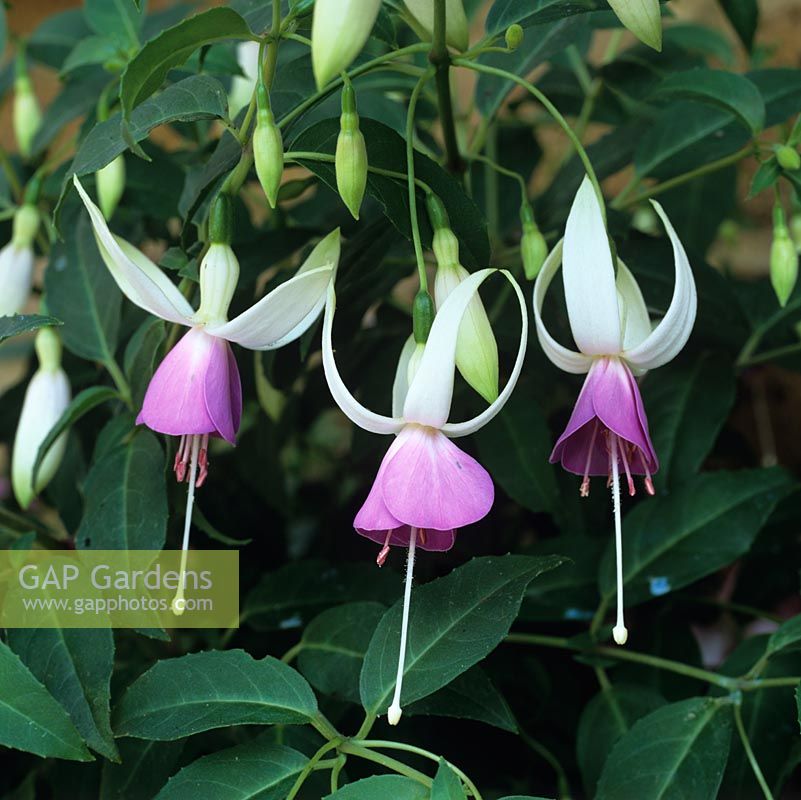 Fuchsia 'Star Wars', a single variety with lilac inner tepals and creamy white outers which curve back.