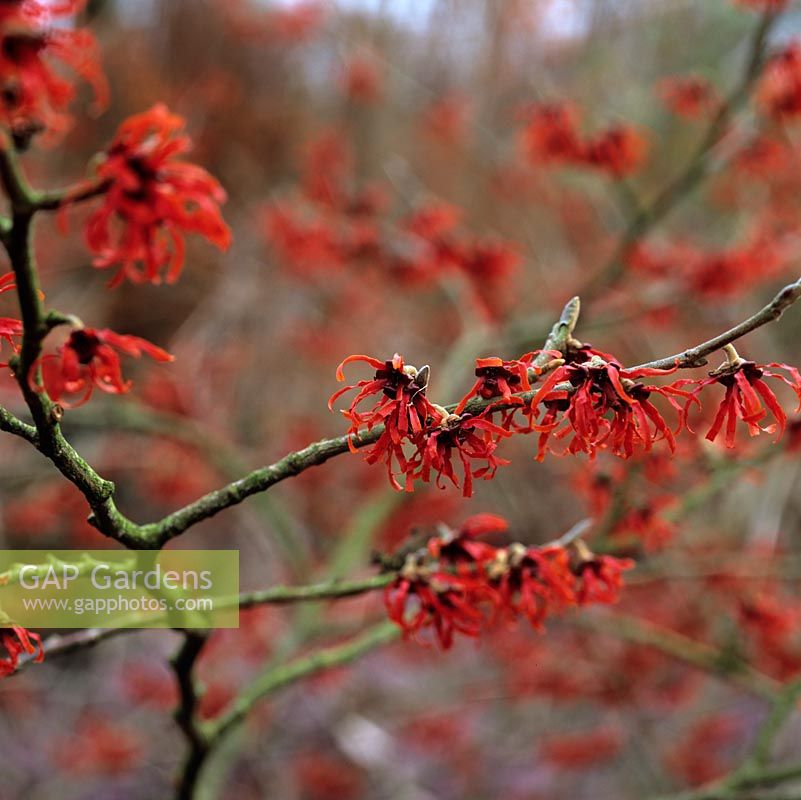 Hamamelis intermedia 'Diane', witch hazel, deciduous shrub with dark red, spidery fragrant flowers, on bare branches in midwinter.