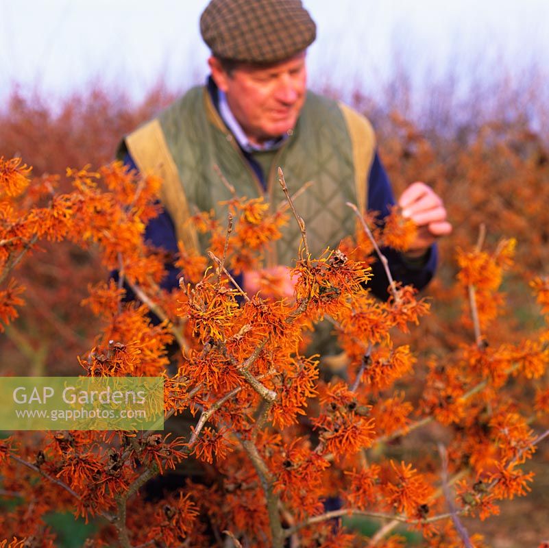 Chris Lane, holder of a National Collection of Hamamelis at Witch Hazel Nursery, beside a line of fragrant Hamamelis x intermedia Aphrodite, a witch hazel tree.