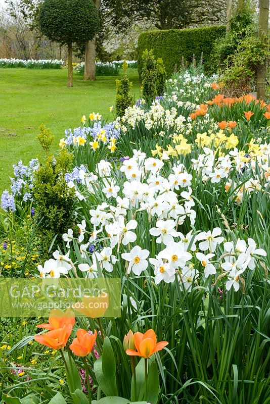 Bulb border in spring. Narcissus 'Actaea', Tulipa 'Apricot Beauty', Narcissus 'Gin and Lime' and hyacinths.